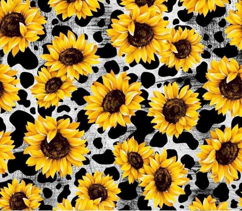 Buy Sunflower Cow  US shipping Simple Sunflower HD wallpaper  Pxfuel